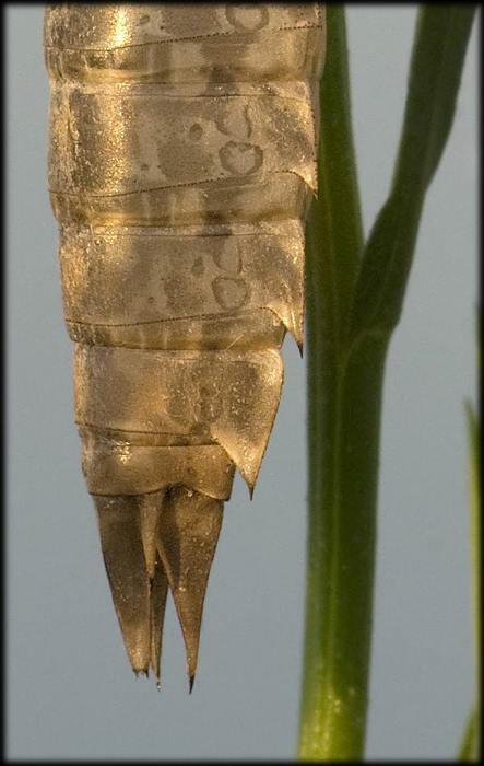 Exuvia di Anax parthenope